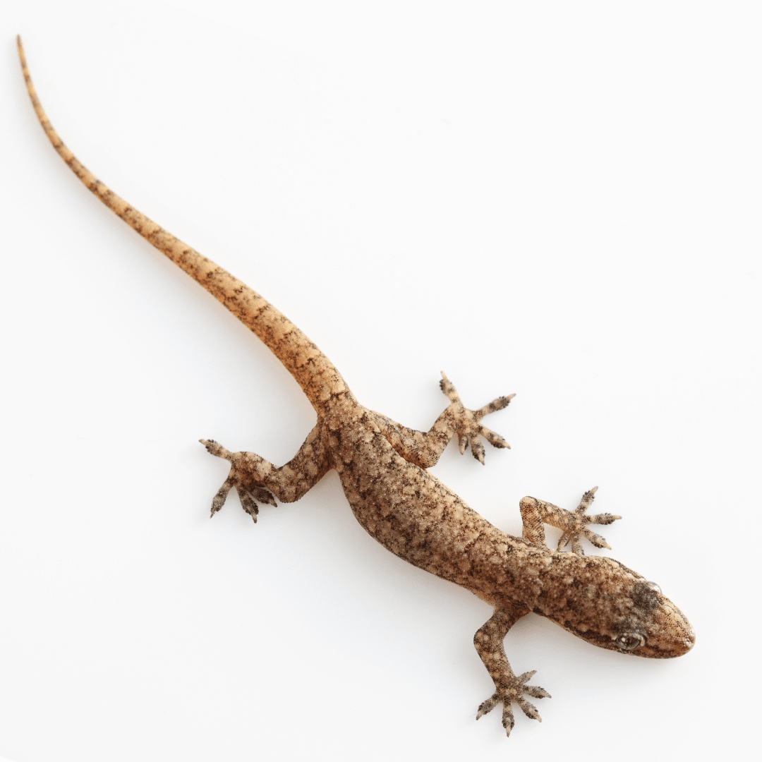 Lizards/Geckos