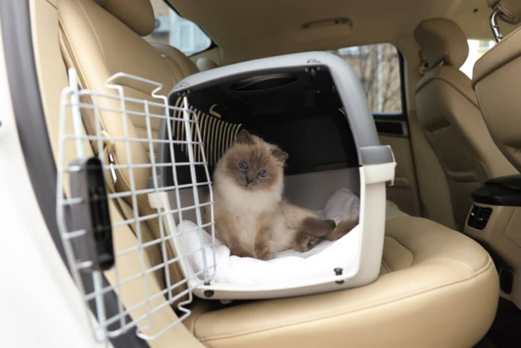 How to Choose the Right Pet Transport Service for Your Furry Family Member