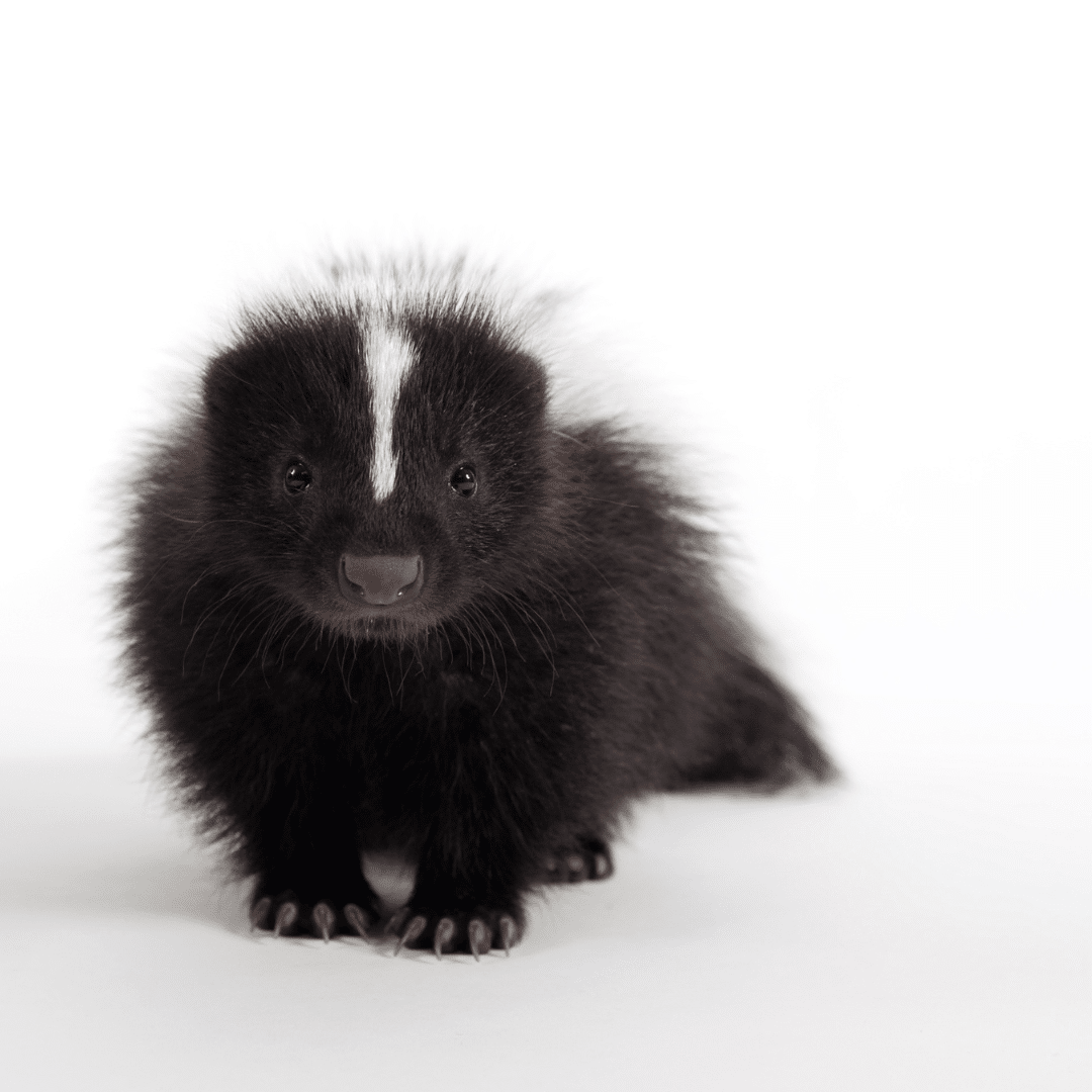 Skunks (descented)