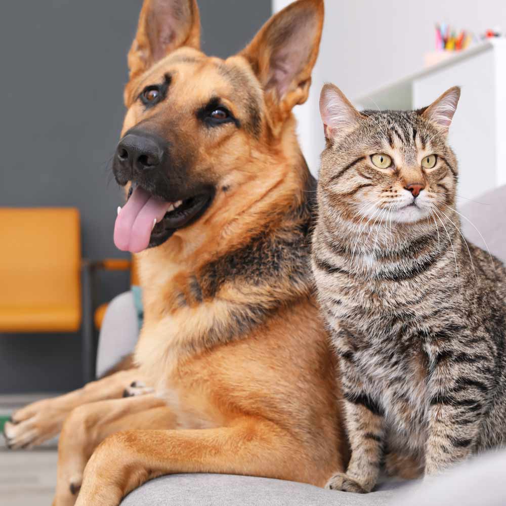 a dog with its tongue sticking out sitting beside a tabby cat