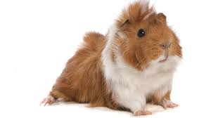 Guinea Pigs