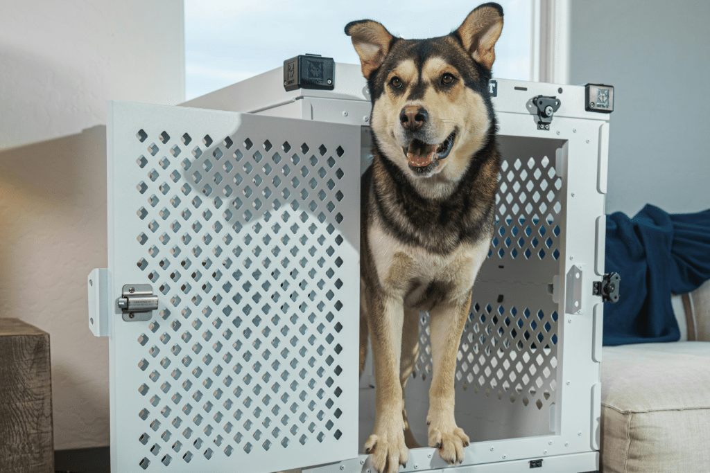 What Do Pet Movers Do? A Guide to Stress-Free Pet Relocation