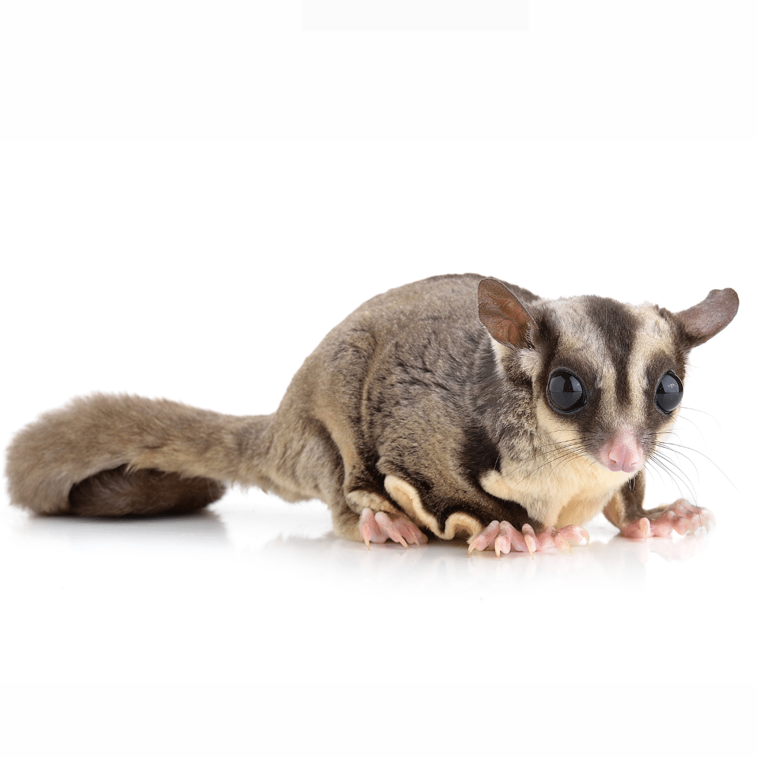 Sugar Gliders